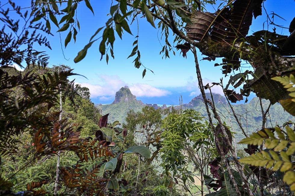 mountrotuiviews.jpg