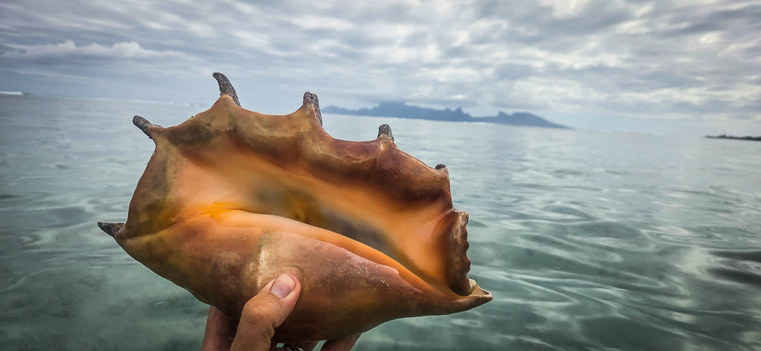 tahitishellviewonmooreaisland.jpg