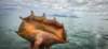 tahitishellviewonmooreaisland_small.jpg
