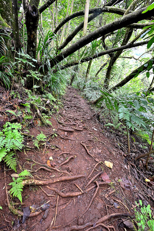 trackto3pines.jpg