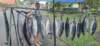tunafish_small.jpg