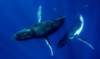 whaleencounterapproachingus_small.jpg