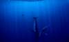 whaleencounterbeautyofseaworld_small.jpg