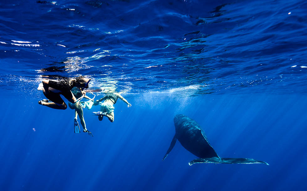 whaleencounterdistance.jpg