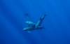 whaleencounterdolphins_small.jpg