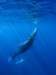 whaleencounterfirsttouch_small.jpg