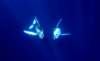 whaleencountergreetings_small.jpg