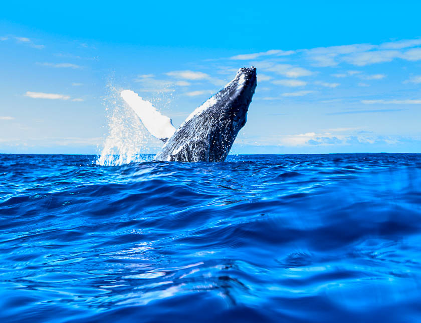 whaleencounterjump.jpg