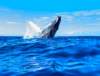 whaleencounterjump_small.jpg