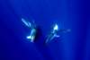 whaleencounterwatchingus_small.jpg