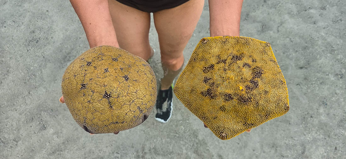 yellowstarfish.jpg